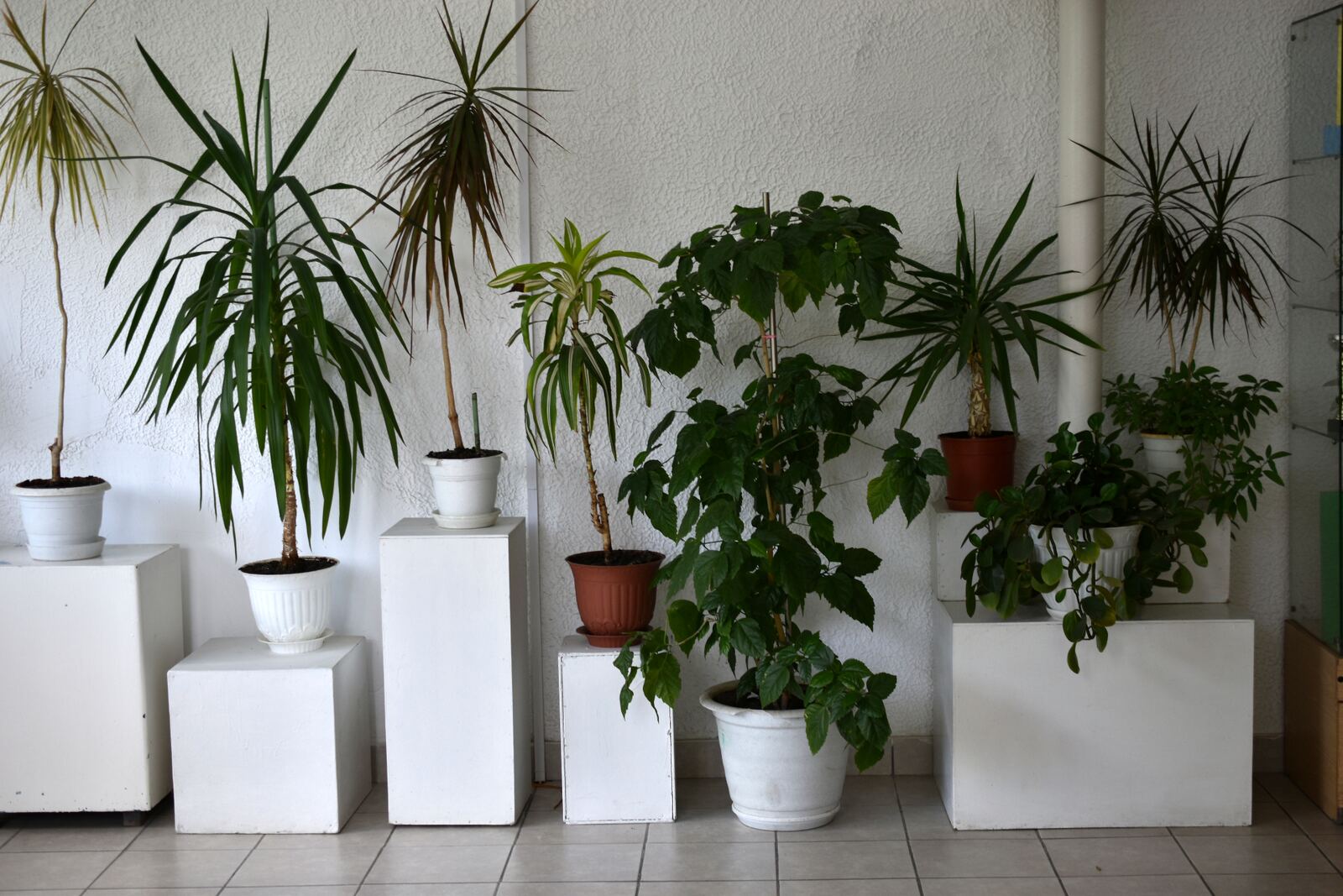 Commercial plantscape with multiple potted ornamental plants on white pedestals